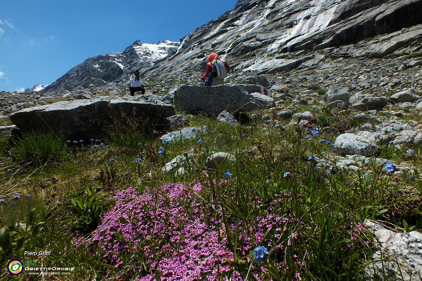 47 Silene a cuscinetto (Silene acaulis).JPG